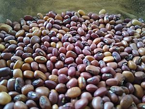 Sea Island Red Peas: A Gullah Geechee Staple